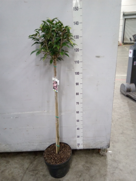 <h4>Camellia japonica 'MathotianaRosea'</h4>