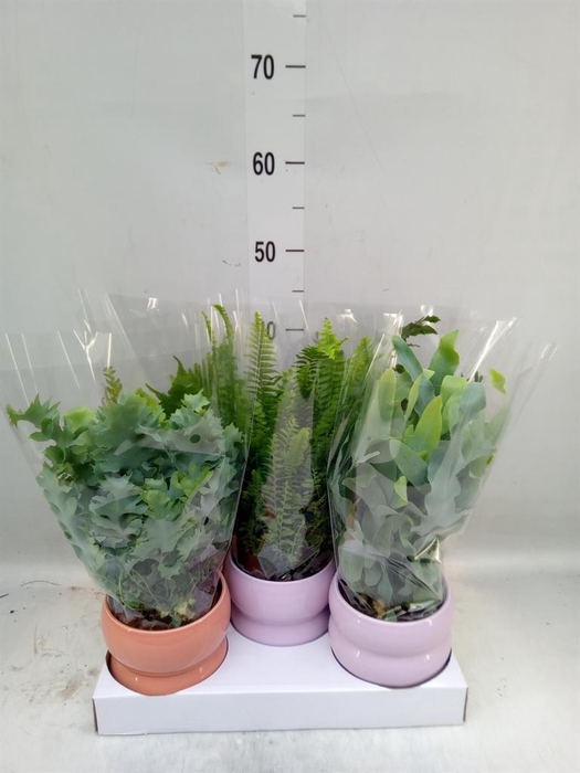 <h4>Ferns ...mix</h4>