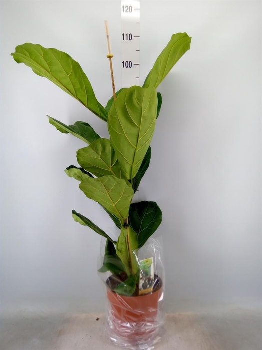 <h4>Ficus lyrata</h4>