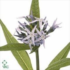 <h4>AMSONIA NIGHT SKY</h4>