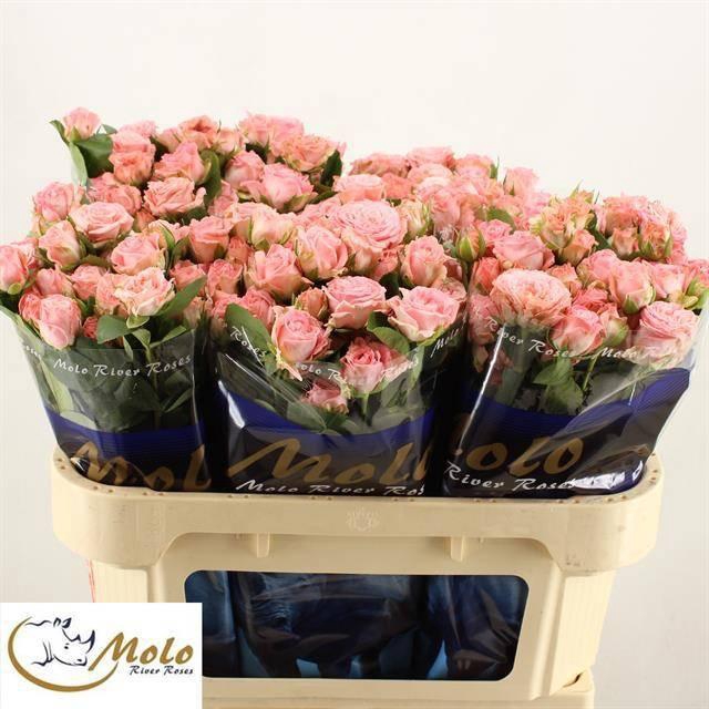 <h4>R TR MADAM BOMBASTIC</h4>