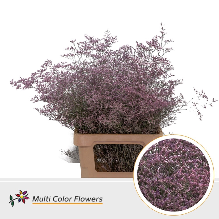 <h4>Limonium Beltlaard Rose nieuw</h4>