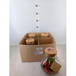 Arr.   Kamerplant Groen H%