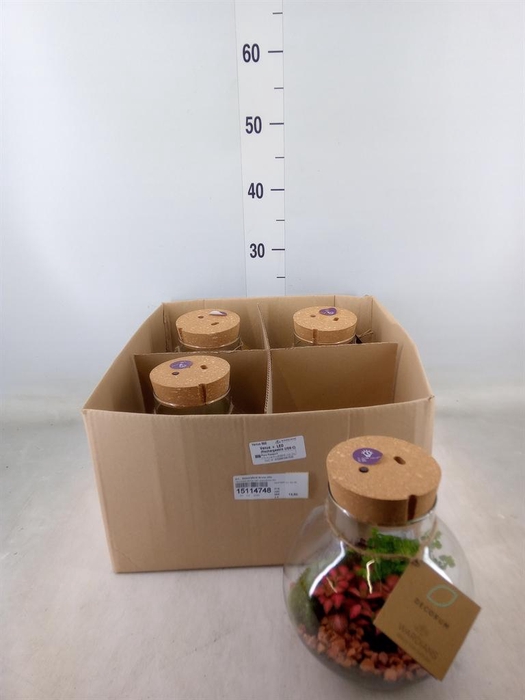 <h4>Arr. Kamerplant Groen H%</h4>