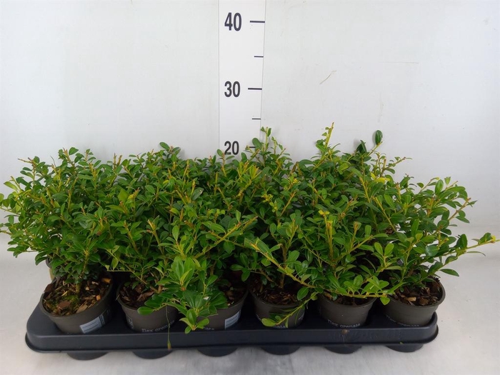 <h4>Ilex crenata</h4>