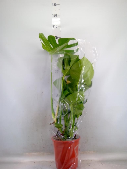 <h4>Monstera delic.</h4>