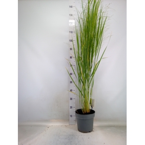 Panicum virgatum