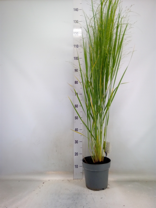 <h4>Panicum virgatum</h4>
