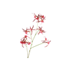 Spider Orchid Pink