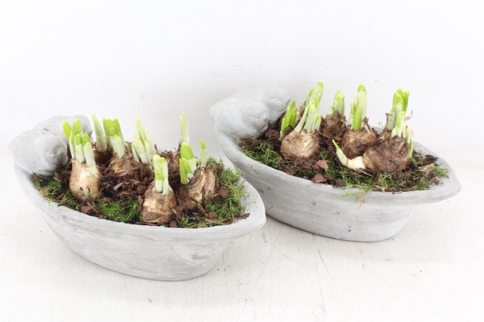 <h4>arr4 Narcis JS - Vogel ovaal small x3</h4>