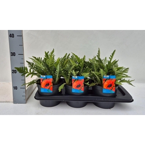 Papaver orientale 'Brilliant'