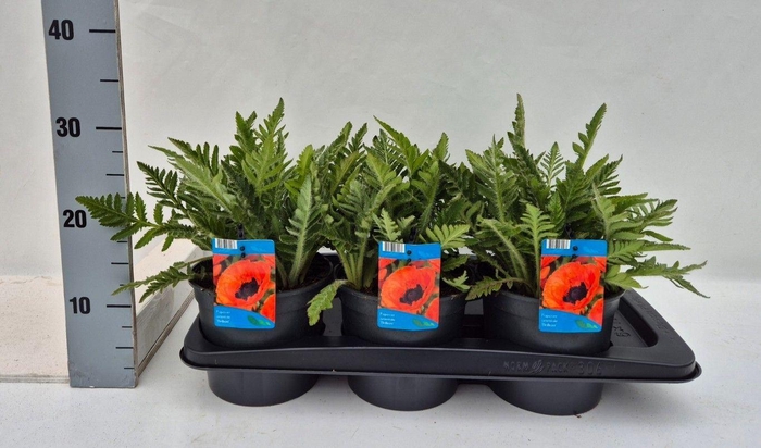 <h4>Papaver orientale 'Brilliant'</h4>