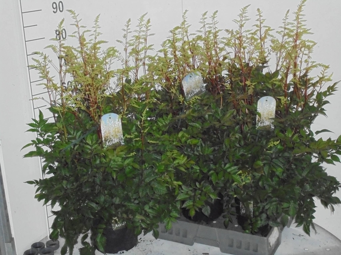 <h4>ASTILB A DIAMANT</h4>