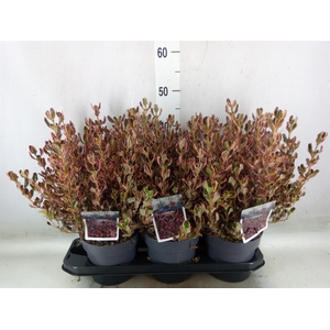 Coprosma   ...mix