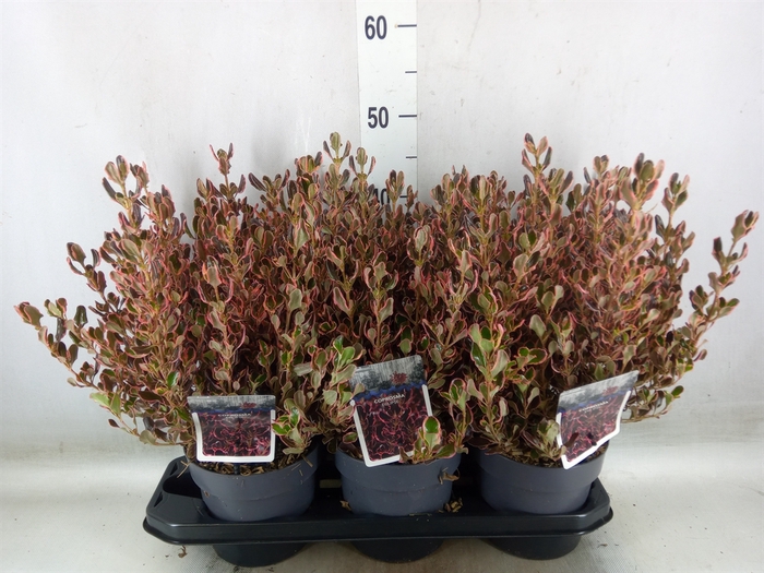 <h4>Coprosma   ...mix</h4>