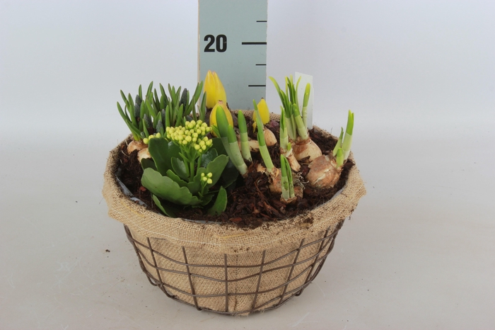 <h4>ARR BOL KNOLGEWAS</h4>