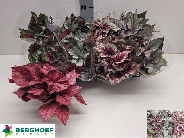 <h4>BEG BEL GEM</h4>