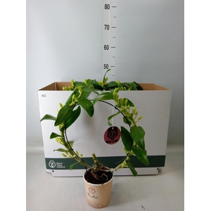 Dendrobium nob. 'StarCla Apollon'