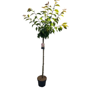 Prunus serr. 'Kanzan'Stam 120cm