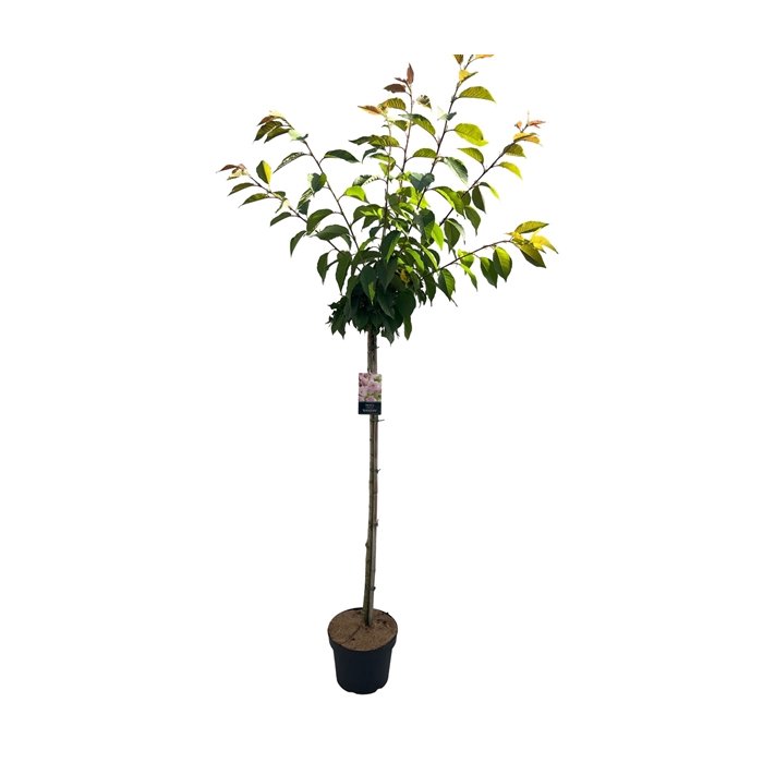 <h4>Prunus serr. 'Kanzan'Stam 120cm</h4>