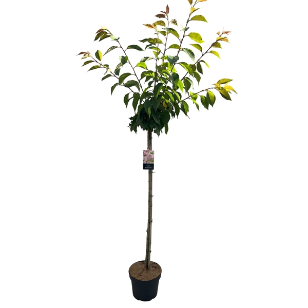 Prunus serr. 'Kanzan'Stam 120cm