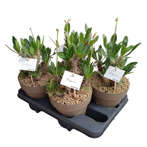 PACHYPODIUM HOROMBENSE - POT Ø 16 - TRAY 4 PCS (SUCCULENTEN)