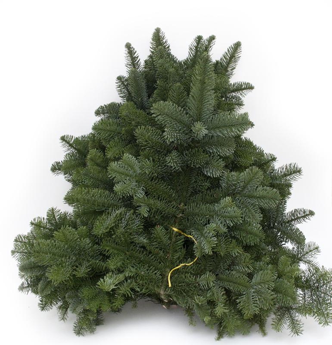 <h4>Abies nobilis gul snor 5 kg - BAKKEBO</h4>