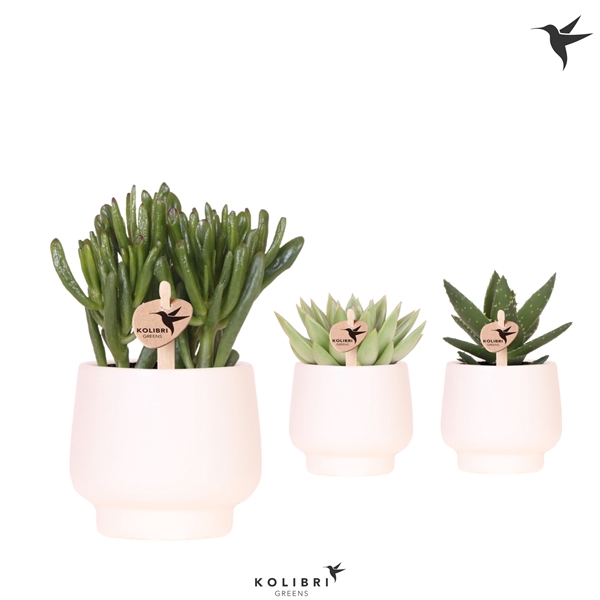 <h4>Kolibri Greens Succulenten mix in Scandic pot white</h4>