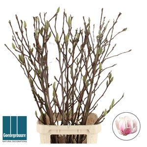 MAGNOLIA GRANDIFLORA