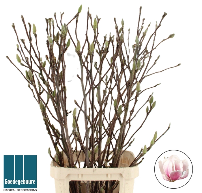 <h4>MAGNOLIA GRANDIFLORA</h4>