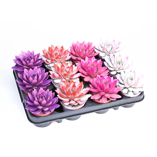 <h4>2 Colors love mix</h4>