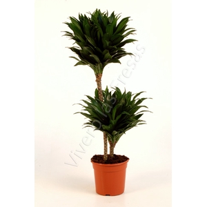 Dracaena overig