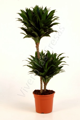 <h4>Dracaena overig</h4>