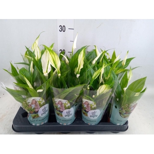 Spathiphyllum  'Pearl Cupido'