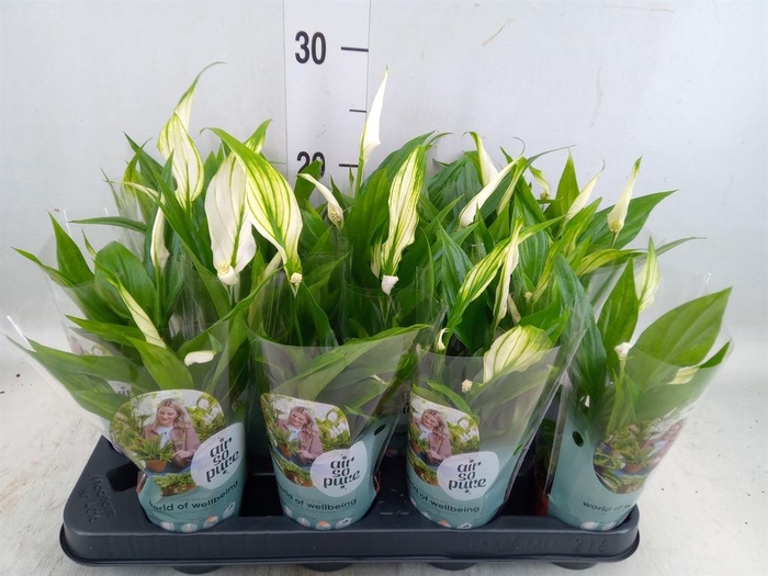 <h4>Spathiphyllum 'Pearl Cupido'</h4>