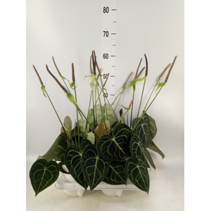 Anthurium clarinervium