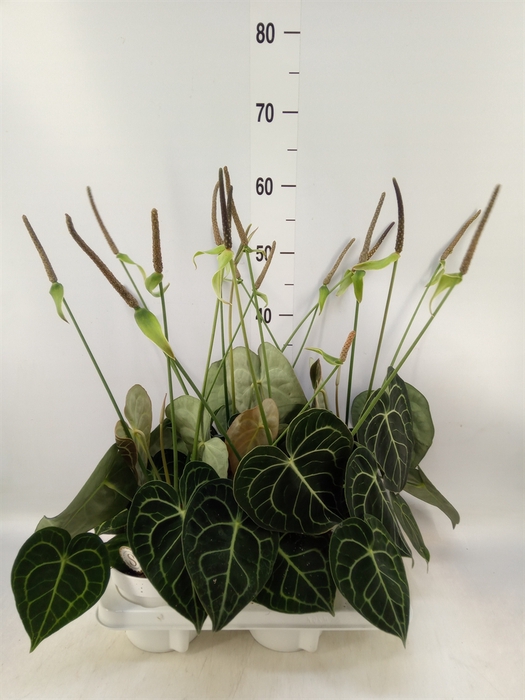 <h4>Anthurium clarinervium</h4>