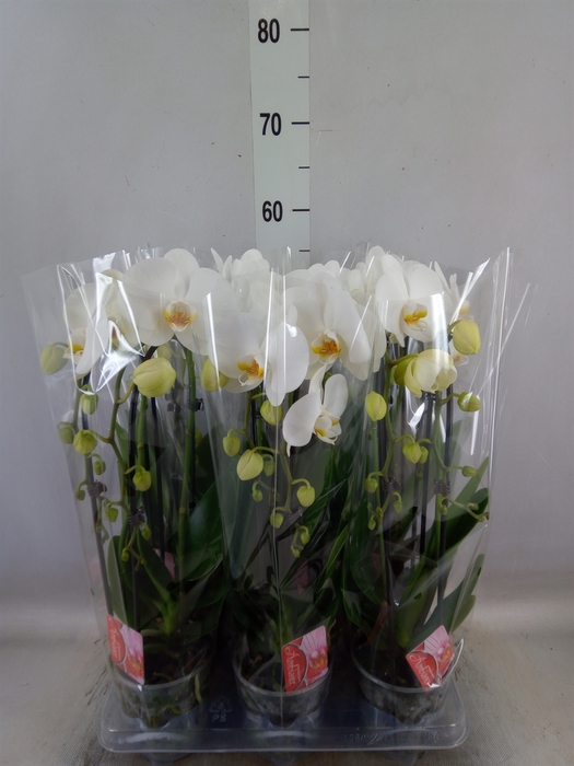 <h4>Phalaenopsis  'Elegant Cascade'</h4>