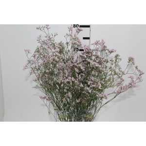 LIMONIUM 080 CM ROSA