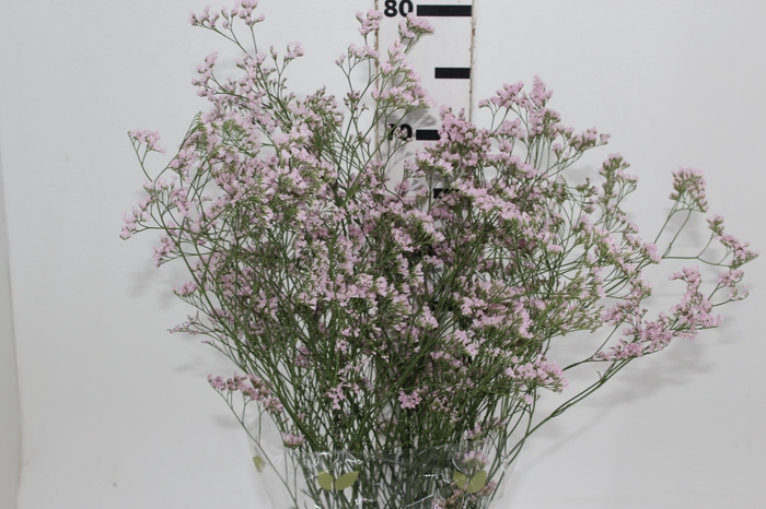 <h4>LIMONIUM 080 CM ROSA</h4>