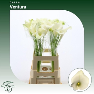 Calla Ventura