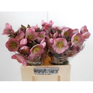 HELL FRK DOROTH DAWN