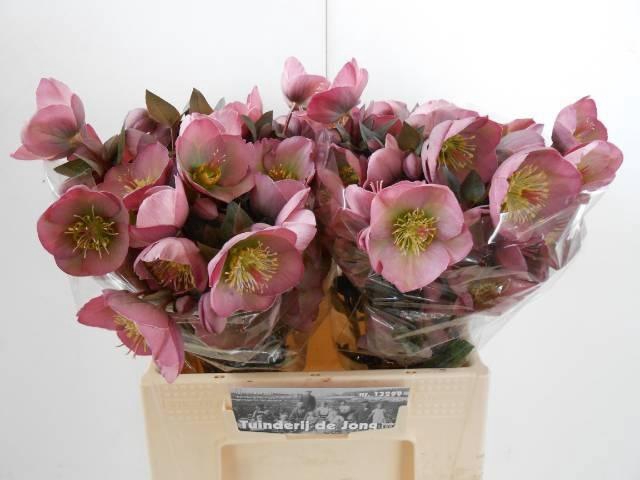 <h4>HELL FRK DOROTH DAWN</h4>