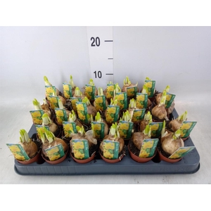 Narcissus  'Tete a tete'