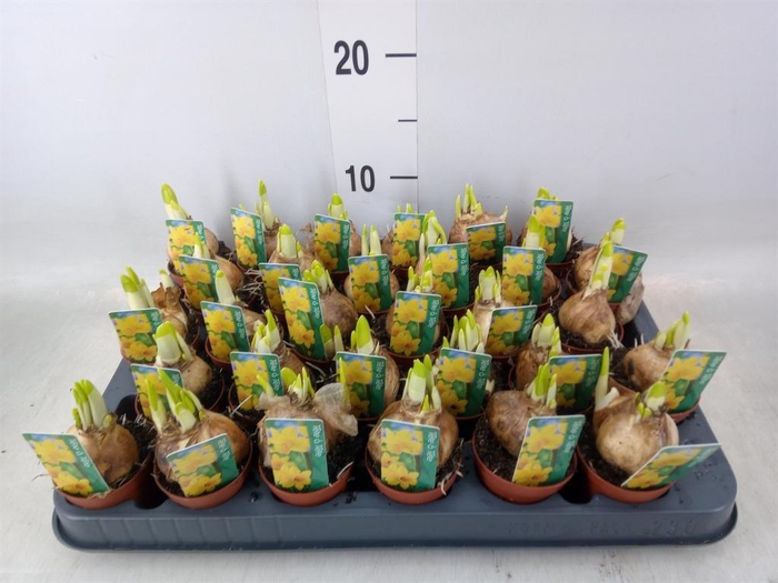 <h4>Narcissus  'Tete a tete'</h4>