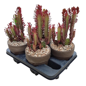 EUPHORBIA TRIGONA RUBRA IN TERRACOTTA POT Ø 15 - TRAY 4 PCS (SUCCULENTEN)