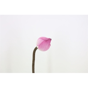 Lotus Bloem Pink