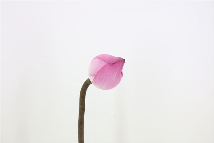 <h4>Lotus Bloem Pink</h4>