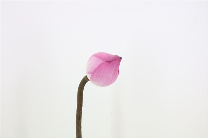 Lotus Bloem Pink