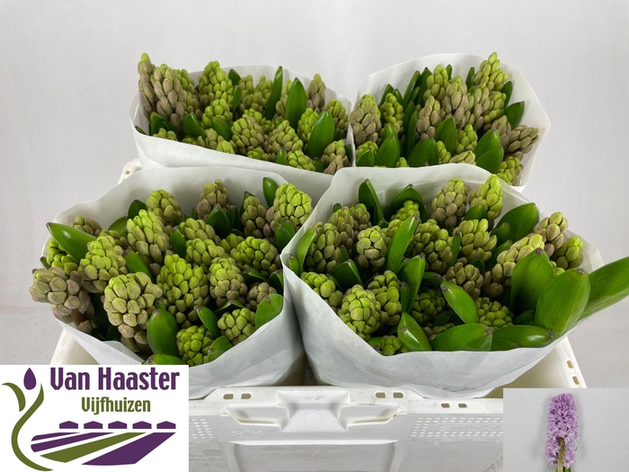 <h4>HYAC TOP HIT</h4>